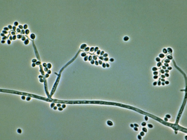 Beauveria bassiana